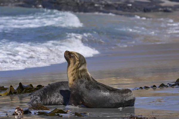 Southern Sea Lion Otaria Flavescens Abducting Southern Elephant Seal Pup — Stock Photo, Image