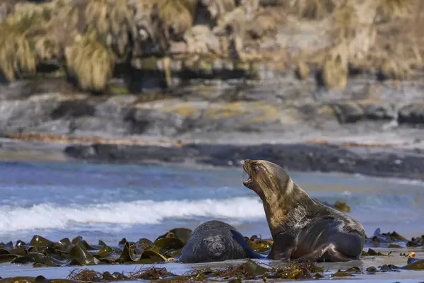 Leão Mar Sul Otaria Flavescens Sequestrando Filhote Foca Elefante Sul — Fotografia de Stock