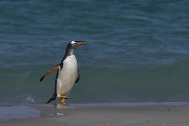 Gentoo Penguen (Pygoscelis papua) Falkland Adaları 'ndaki Carcass Adası' nda karaya çıkar çıkmaz denizden denize açılır..