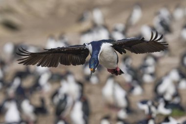 İmparatorluk Shag (Phalacrocorax atriceps albiventer) Falkland Adaları 'ndaki Carcass Adası kıyılarına iniyor.