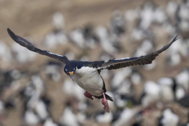 İmparatorluk Shag (Phalacrocorax atriceps albiventer) Falkland Adaları 'ndaki Carcass Adası kıyılarına iniyor.