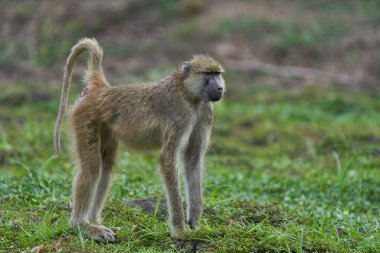 Sarı Babun Birliği (Papio cynocephalus) Güney Luangwa Ulusal Parkı, Zambiya 'da otlaklarla beslenir.