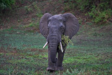 Büyük erkek Afrika Fili (Loxodonta africana) Güney Luangwa Ulusal Parkı, Zambiya 'da geziniyor      