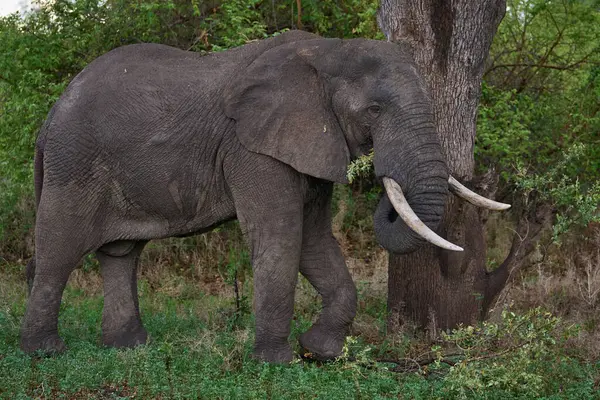 Большой Африканский Слон Loxodonta Africana Национальном Парке Южная Луангва Замбия — стоковое фото