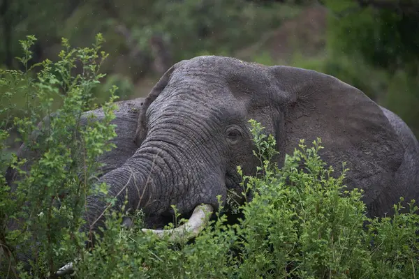 Nagy Hím Afrikai Elefánt Loxodonta Africana Böngészés Dél Luangwa Nemzeti Stock Kép