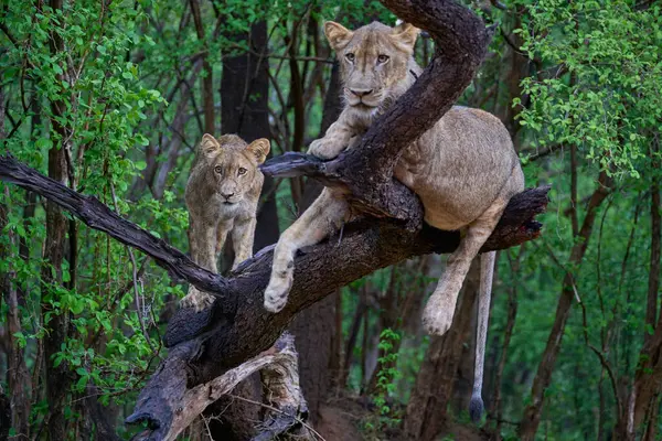 Young Male Lion Panthera Leo Resting Dead Branch Tree South Stock Image