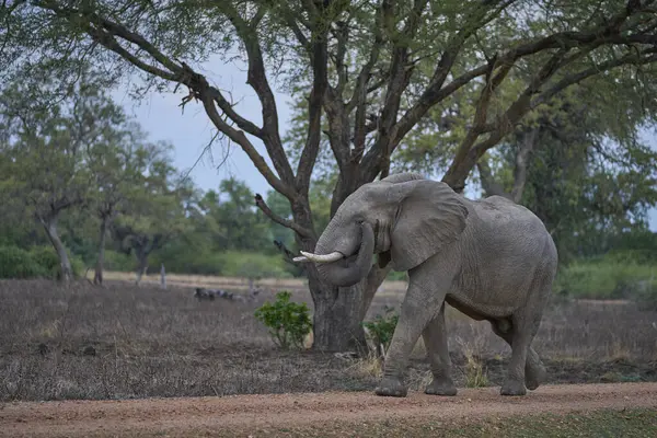 Nagy Hím Afrikai Elefánt Loxodonta Africana Böngészés Dél Luangwa Nemzeti Jogdíjmentes Stock Fotók