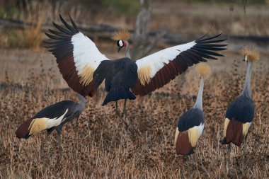 Grey Crowned Cranes (Balearica regulorum) displaying at the start of the rainy season in South Luangwa National Park, Zambia clipart