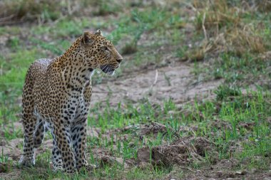 Güney Luangwa Ulusal Parkı, Zambiya 'da dişi leopar (Panthera pardus) avı