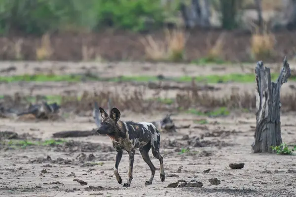 African Wild Dog Lycaon Pictus Prowl Looking Prey South Luangwa — Stock Photo, Image
