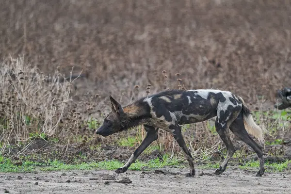 African Wild Dog Lycaon Pictus Prowl Looking Prey South Luangwa — Stock Photo, Image