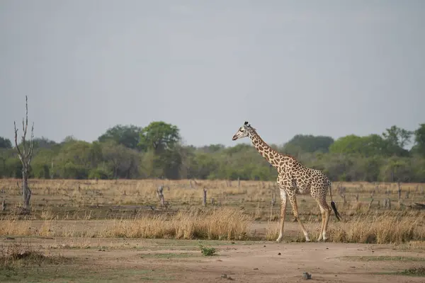 ราฟหนาม Giraffa Camelopardalis Thornicrofti ในอ ทยานแห งชาต เซาท แซมเบ — ภาพถ่ายสต็อก