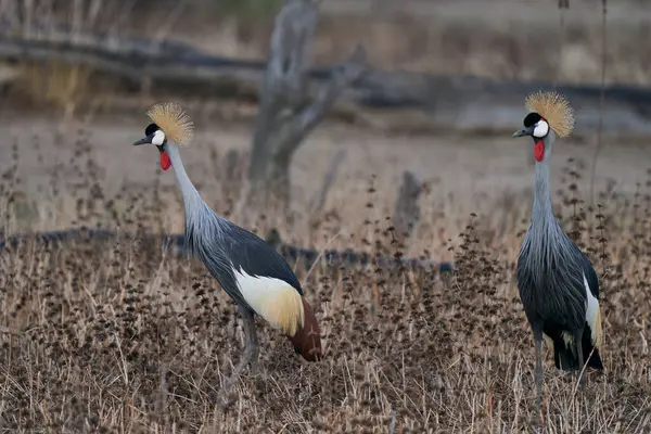 Grey Crowned Cranes Balearica Regulorum Displaying Start Rainy Season South Stock Picture