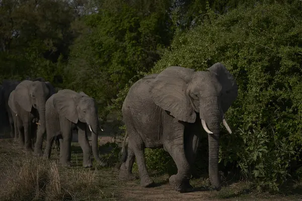 Afrikai Elefánt Csoport Loxodonta Africana Dél Luangwa Nemzeti Parkban Zambia Stock Fotó
