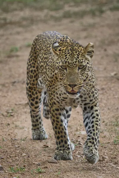 Kvinnelig Leopard Panthera Pardus Jakt South Luangwa National Park Zambia stockfoto