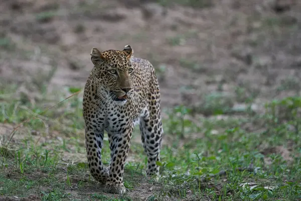 Női Leopárd Panthera Pardus Vadászat Dél Luangwa Nemzeti Parkban Zambiában Jogdíjmentes Stock Képek