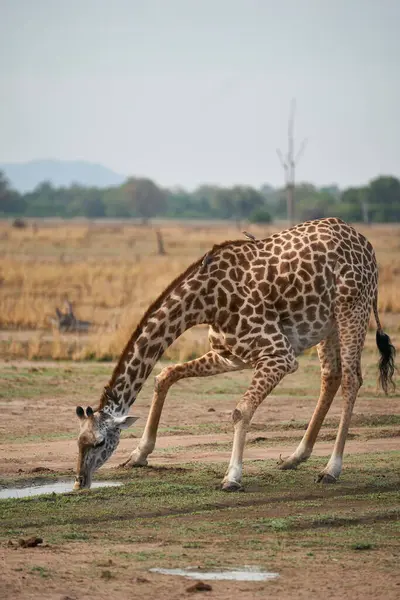 Жираф Торникрофт Giraffa Camelopardalis Thornicrofti Пьет Бассейна Водой Национальном Парке Лицензионные Стоковые Изображения