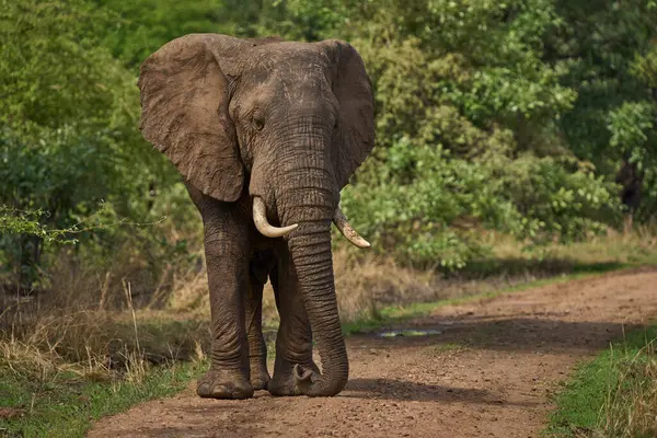 Grupo Solteros Elefante Africano Masculino Loxodonta Africana Parque Nacional Luangwa Imagen de archivo