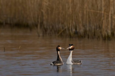 Somerset Düzey, Somerset, İngiltere 'de bir göl üzerinde Büyük Tepeli Yunus (Podiceps kriterleri) kur yapma.