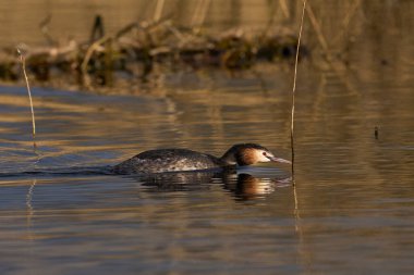 Somerset Düzey, Somerset, İngiltere 'de bir gölde yüzen Great Crested Grebe (Podiceps kristali).     