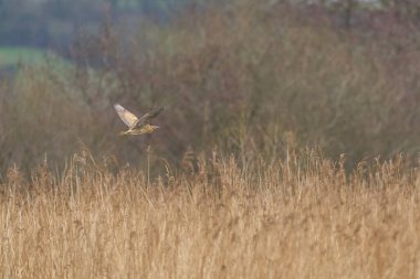 Bittern (Botaurus Stellaris), Somerset Düzey, İngiltere 'deki sazlıklar üzerinde alçaktan uçar..