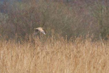 Bittern (Botaurus Stellaris), Somerset Düzey, İngiltere 'deki sazlıklar üzerinde alçaktan uçar..