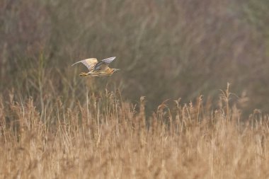 Bittern (Botaurus Stellaris), Somerset Düzey, İngiltere 'deki sazlıklar üzerinde alçaktan uçar..