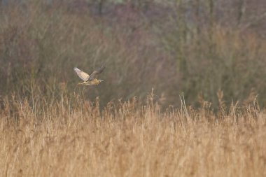 Bittern (Botaurus Stellaris), Somerset Düzey, İngiltere 'deki sazlıklar üzerinde alçaktan uçar..