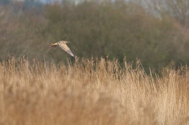 Bittern (Botaurus Stellaris), Somerset Düzey, İngiltere 'deki sazlıklar üzerinde alçaktan uçar..
