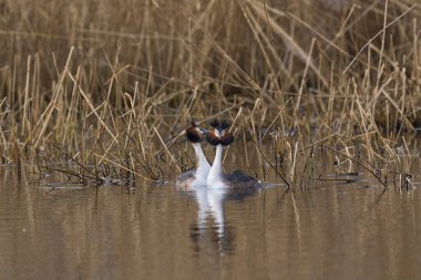 Somerset Düzey, Somerset, İngiltere 'de bir göl üzerinde Büyük Tepeli Yunus (Podiceps kriterleri) kur yapma.