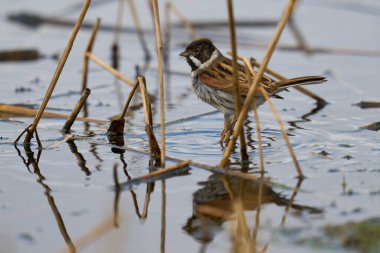 Male Reed Bunting (Emberiza schoeniclus) foraging for food on a cut down reedbed on the Somerset Levels in Somerset, United Kingdom. clipart