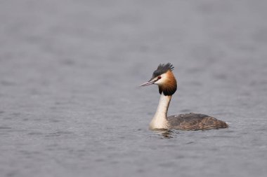 Somerset Düzey, Somerset, İngiltere 'de bir gölde yüzen Great Crested Grebe (Podiceps kristali).