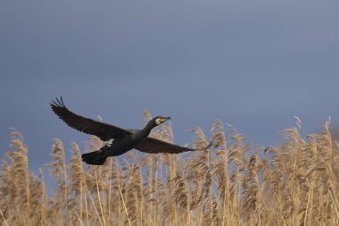 Karabatak (Phalacrocorax carbo), Somerset, İngiltere 'deki Somerset Düzey' de bir sazlığın üzerinden kalkıyor..