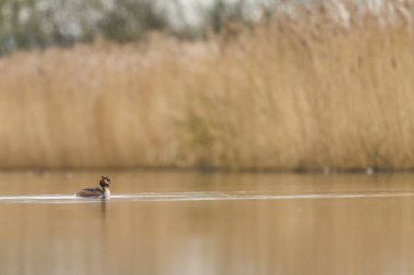 Somerset Düzey, Somerset, İngiltere 'de bir gölde yüzen Great Crested Grebe (Podiceps kristali).