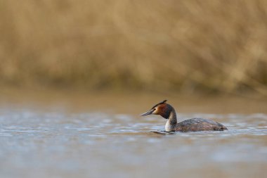 Somerset Düzey, Somerset, İngiltere 'de bir gölde yüzen Great Crested Grebe (Podiceps kristali).