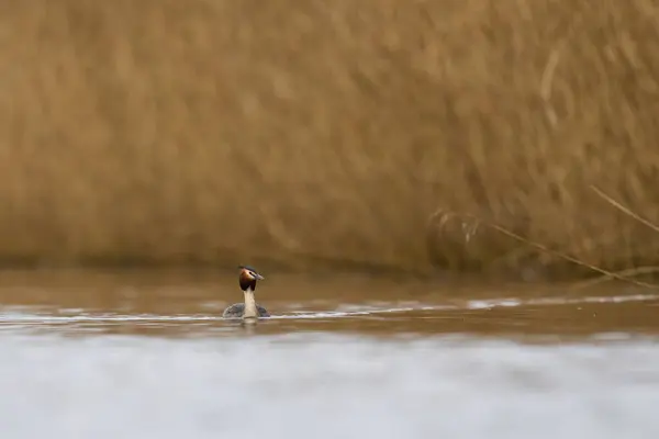 Great Crested Grebe Podiceps Cristatus Nadando Lago Nos Níveis Somerset — Fotografia de Stock