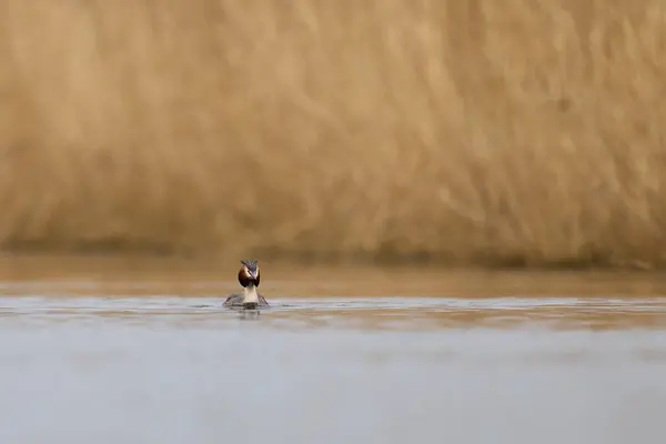 Great Crested Grebe Podiceps Cristatus Pływanie Jeziorze Somerset Levels Somerset — Zdjęcie stockowe