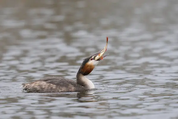 Great Crested Grebe Podiceps Cristatus Swallowing Whole Recently Caught Fish Stock Picture