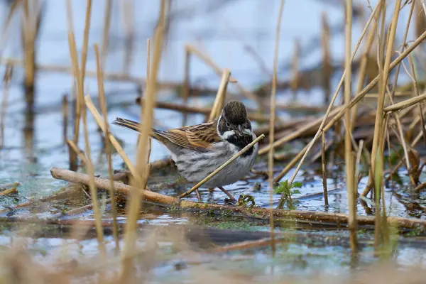 Male Reed Bunting Emberiza Schoeniclus Foraging Food Cut Reedbed Somerset Stock Picture