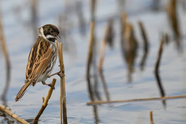 Male Reed Bunting Emberiza Schoeniclus Foraging Food Cut Reedbed Somerset Stock Picture