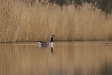 Kanada Kaz Kaz (Branta canadensis) Somerset düzleminde Somerset, İngiltere 'de bir gölde yüzmektedir..