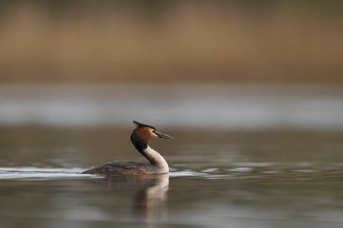 Somerset Düzey, Somerset, İngiltere 'de bir gölde yüzen Great Crested Grebe (Podiceps kristali).