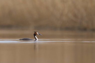 Somerset Düzey, Somerset, İngiltere 'de bir gölde yüzen Great Crested Grebe (Podiceps kristali).