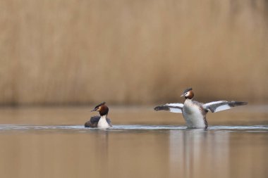 Great Crested Grebe (Podiceps kristali) Somerset Düzey, Somerset, İngiltere 'de bir gölde kanatlarını çırpıyor.     