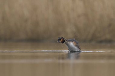 Great Crested Grebe (Podiceps kristali) Somerset, Somerset, İngiltere 'deki bir göl üzerinde su damlacıklarını sallıyor ve püskürtüyor.