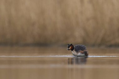 Great Crested Grebe (Podiceps kristali) Somerset, Somerset, İngiltere 'deki bir göl üzerinde su damlacıklarını sallıyor ve püskürtüyor.