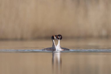 Somerset Düzey, Somerset, İngiltere 'de bir göl üzerinde Büyük Tepeli Yunus (Podiceps kriterleri) kur yapma.