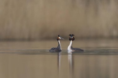 Somerset Düzey, Somerset, İngiltere 'de bir göl üzerinde Büyük Tepeli Yunus (Podiceps kriterleri) kur yapma.