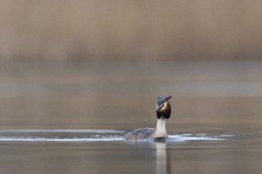 Somerset Düzey, Somerset, İngiltere 'de bir gölde yüzen Great Crested Grebe (Podiceps kristali).