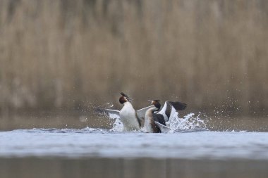 Great Crested Grebes (Podiceps kristali) üreme mevsiminin başlangıcında Somerset, Somerset, İngiltere 'deki bir gölde toprak için savaşıyor..